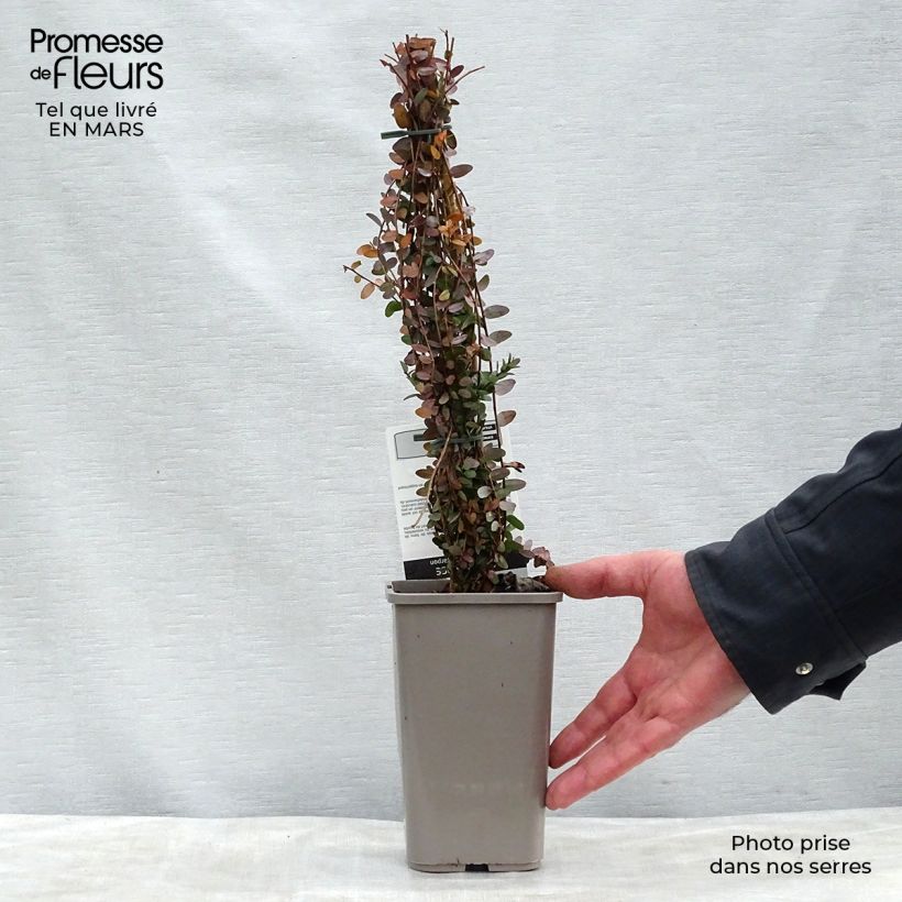 Example of Vaccinium macrocarpon - Cranberry Topf mit 1,5L/2L, Strauch as you get in printemps