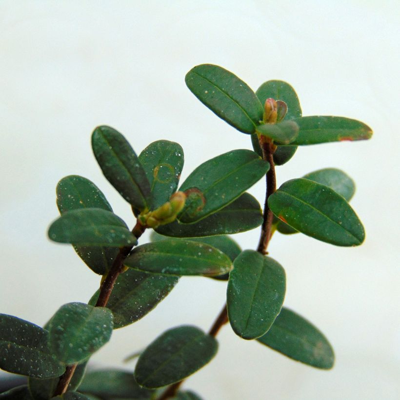 Cranberry Early Black - Vaccinium macrocarpon (Foliage)