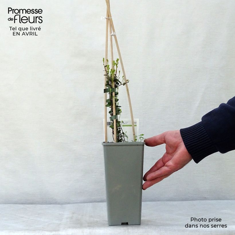 Example of Cranberry Early Black - Vaccinium macrocarpon Topf mit 1,5L/2L, Strauch as you get in printemps