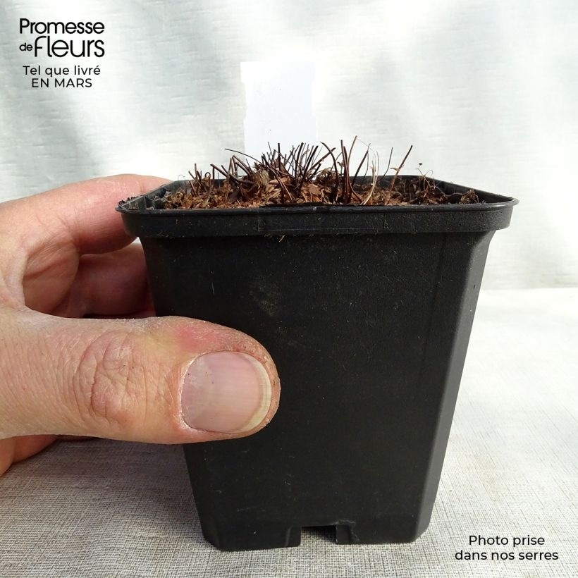 Exemplar von Adiantum venustum - Himalaja-Venushaar-Farn Kleine Töpfe von 8/9 cm wie im Frühjahr geliefert