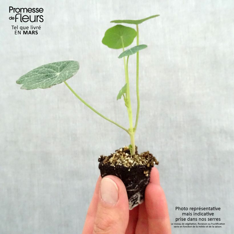 Example of Große Kapuzinerkresse Banana split Mini-Plug Ø 3/4 cm as you get in printemps