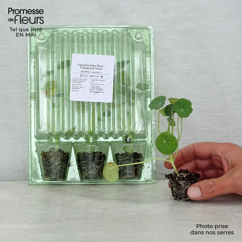Exemplar von Tropaeolum minus Baby Rose - Kleine Kapuzinerkresse Mini-Plug Ø 3/4 cm wie im Frühjahr geliefert