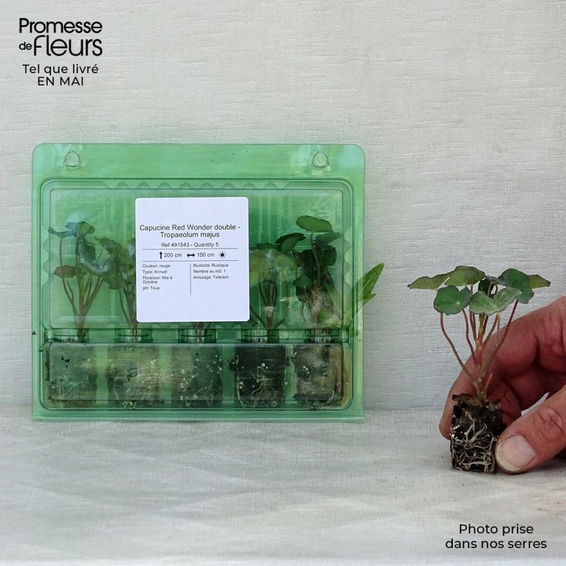 Exemplar von Große Kapuzinerkresse Red wonder Mini-Plug Ø 1,5/2,5 cm wie im Frühjahr geliefert