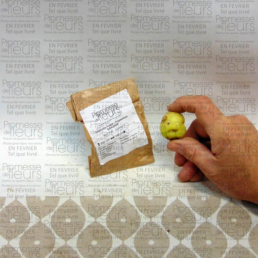 Beispiel eines Exemplars von Knollige Kapuzinerkresse - Tropaeolum tuberosum Zwiebel wie geliefert