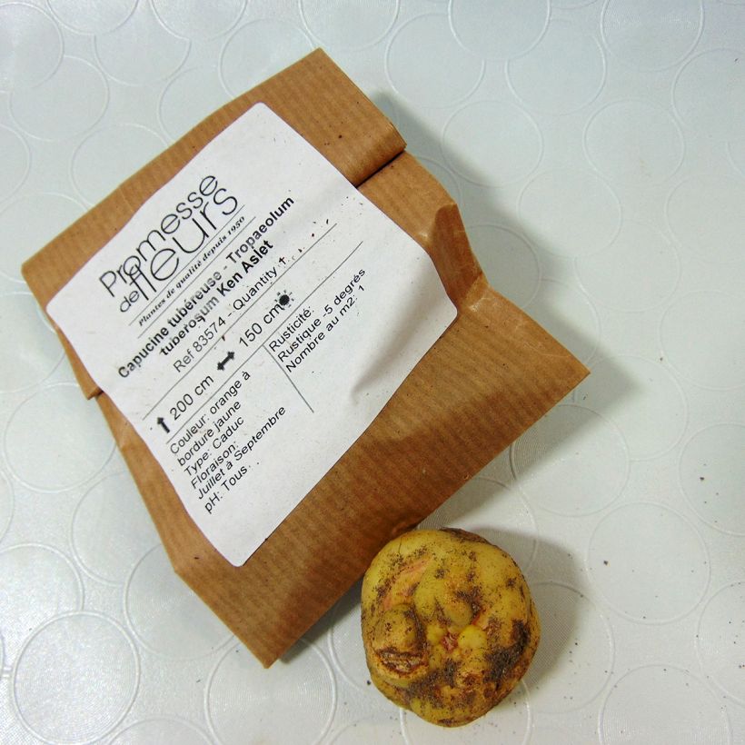 Beispiel eines Exemplars von Tropaeolum tuberosum var. lineamaculatum Ken Aslet - Knollige Kapuzinerkresse Zwiebel wie geliefert