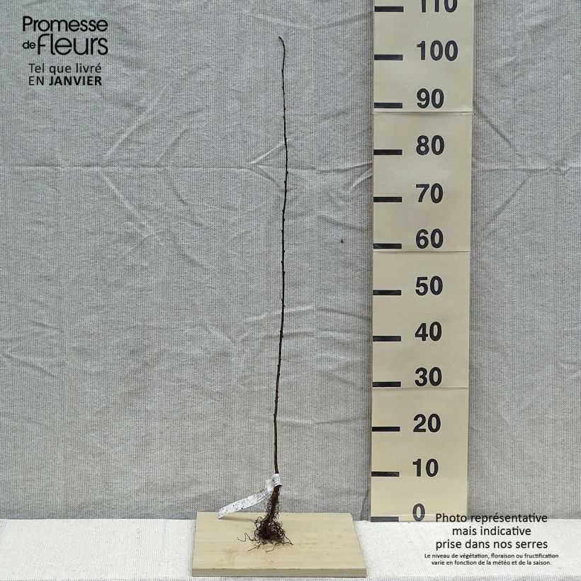 Example of Caragana arborescens - Erbsenstrauch Wurzelnackt as you get in hiver