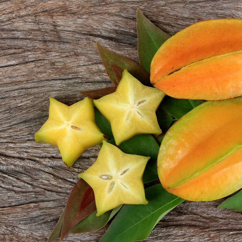 Sternfrucht Arkin - Averrhoa carambola (Ernte)