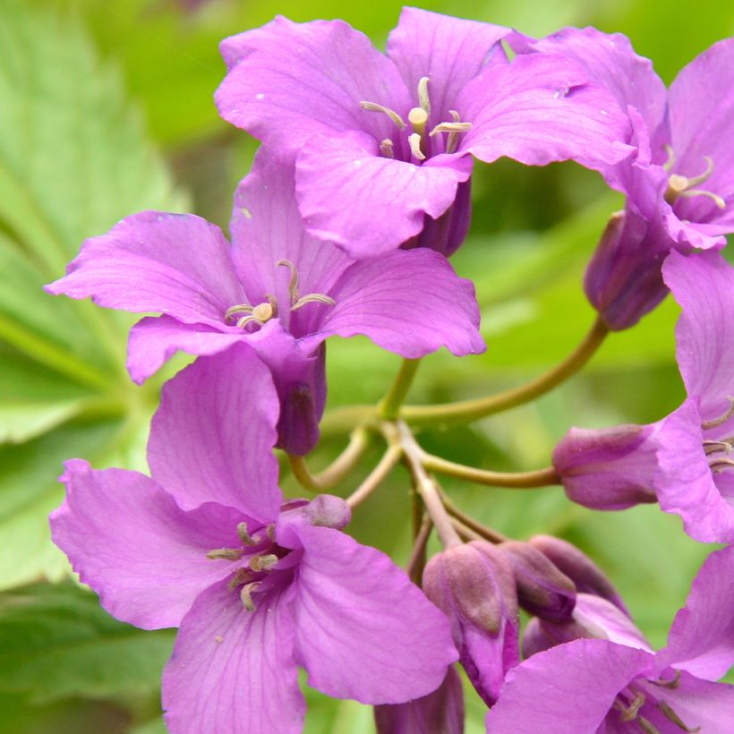 Cardamine pentaphylla - Finger-Schaumkraut (Blüte)