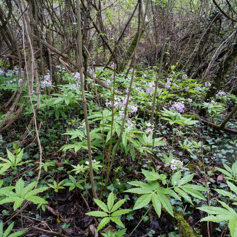Cardamine pentaphylla - Finger-Schaumkraut (Wuchs)