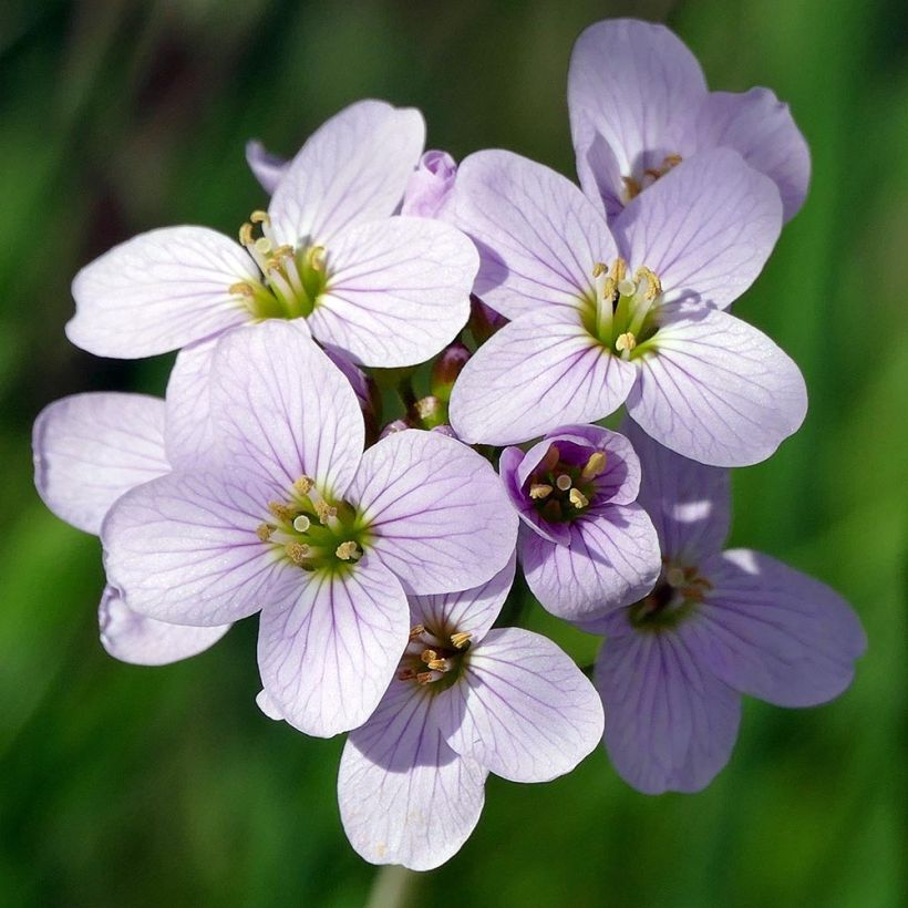 Cardamine pratensis - Wiesen-Schaumkraut (Flowering)