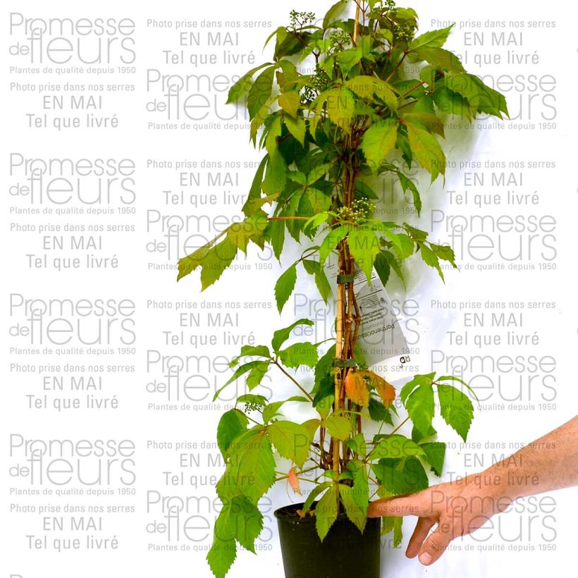 Beispiel eines Exemplars von Cardamine quinquefolia - Schaumkraut Kleine Töpfe von 8/9 cm wie geliefert