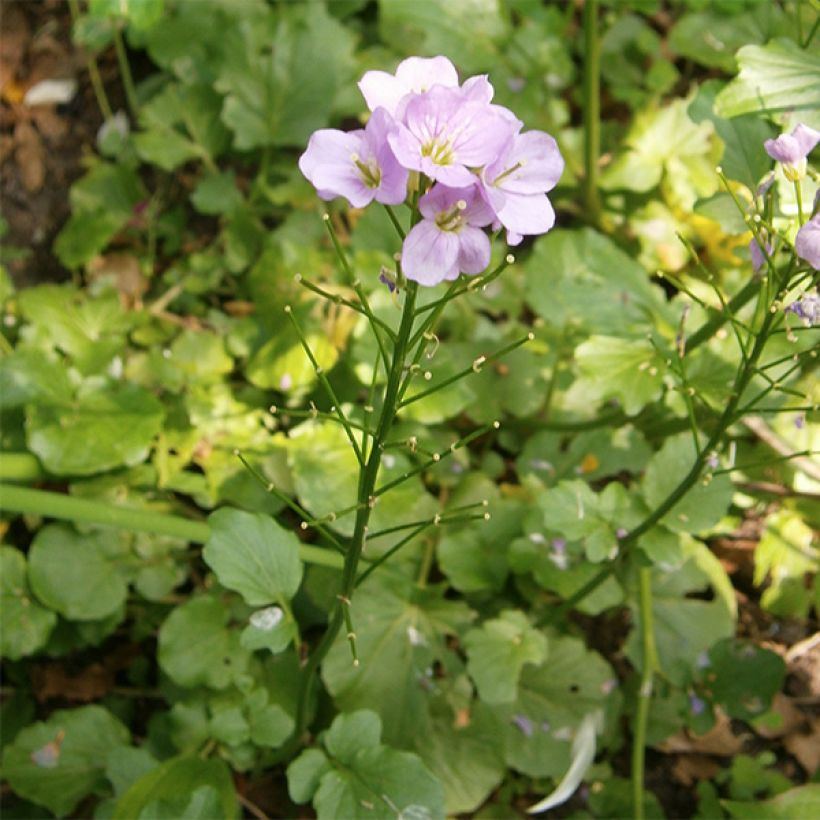 Cardamine raphanifolia - Rettich-Schaumkraut (Wuchs)
