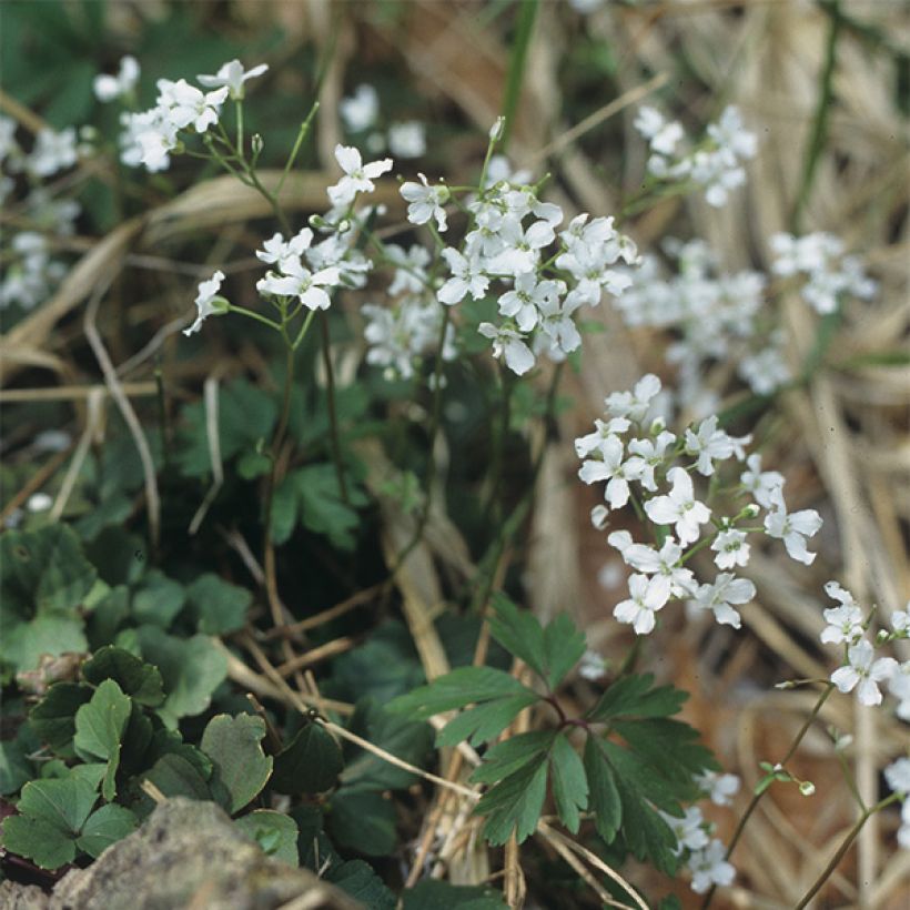 Cardamine trifolia - Dreiblättriges Schaumkraut (Plant habit)