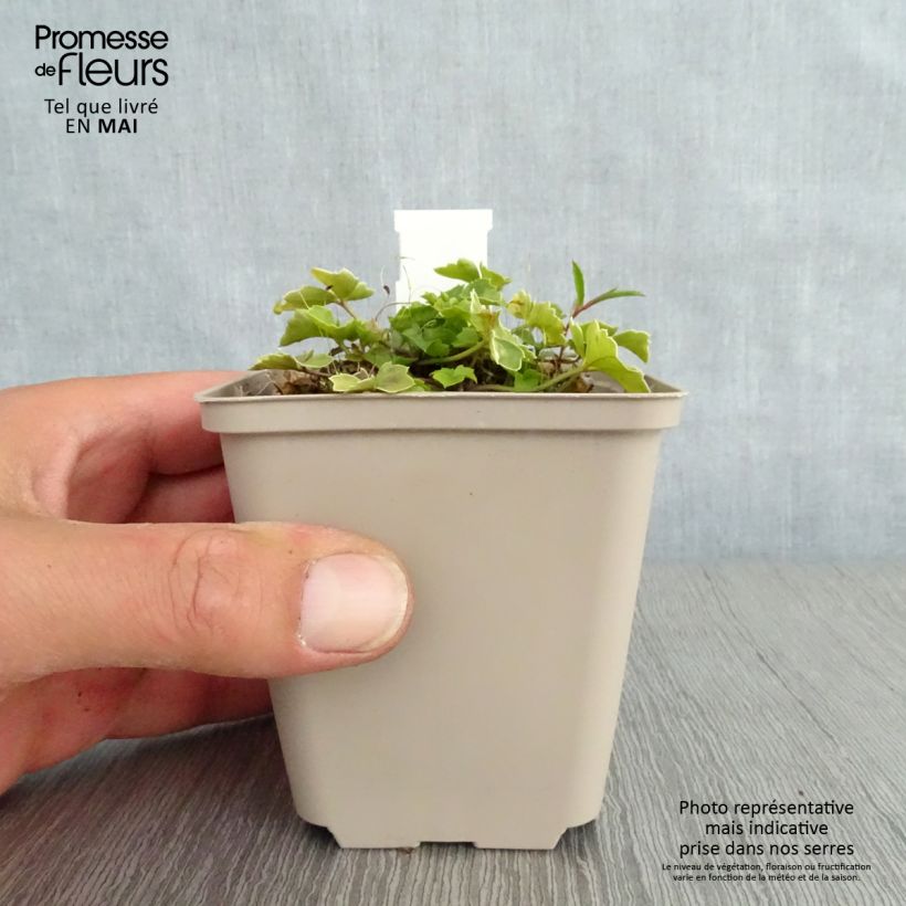 Example of Cardamine trifolia - Dreiblättriges Schaumkraut Kleine Töpfe von 8/9 cm as you get in printemps