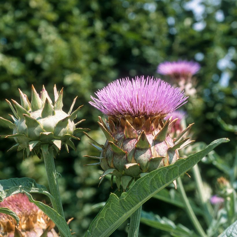 Wilde Artischocke plein blanc inerme - Cynara cardunculus (Blüte)