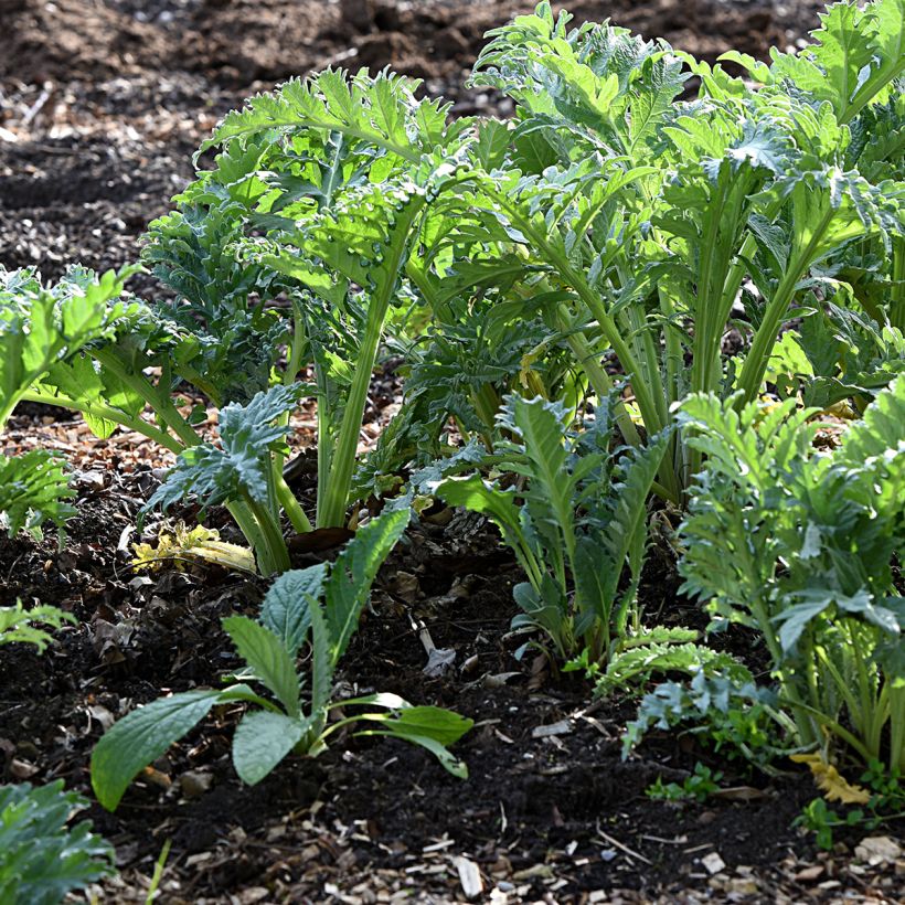 Wilde Artischocke d'Alger - Cynara cardunculus (Plant habit)
