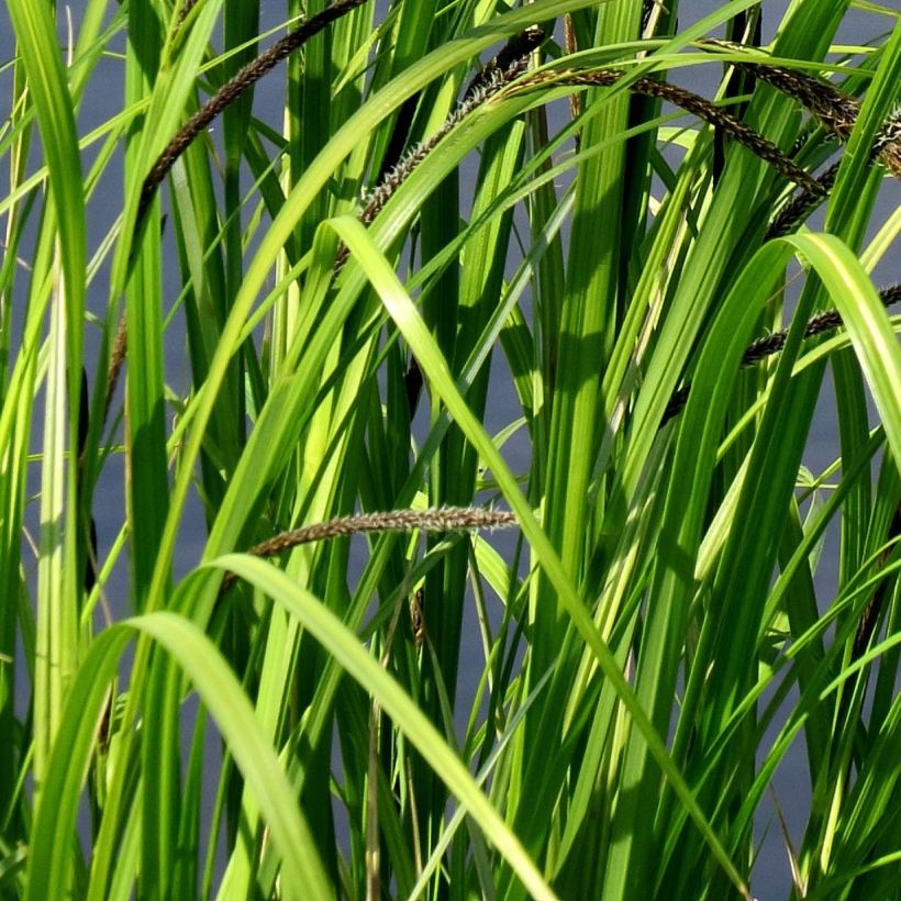 Carex acutiformis - Sumpf-Segge (Foliage)