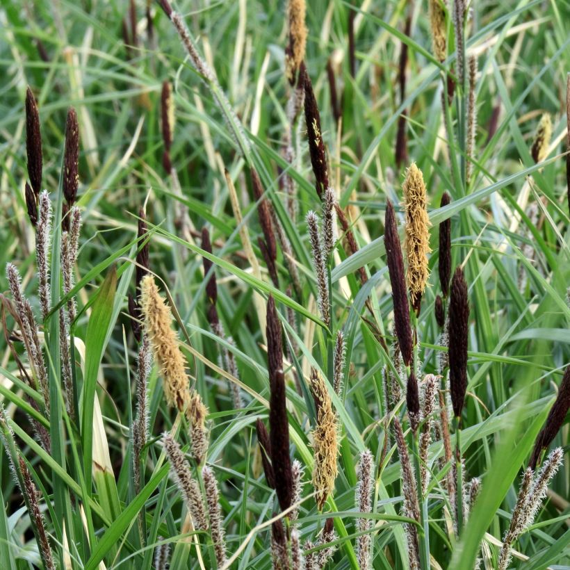 Carex acutiformis - Sumpf-Segge (Flowering)