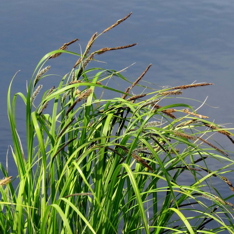 Carex acutiformis - Sumpf-Segge (Plant habit)