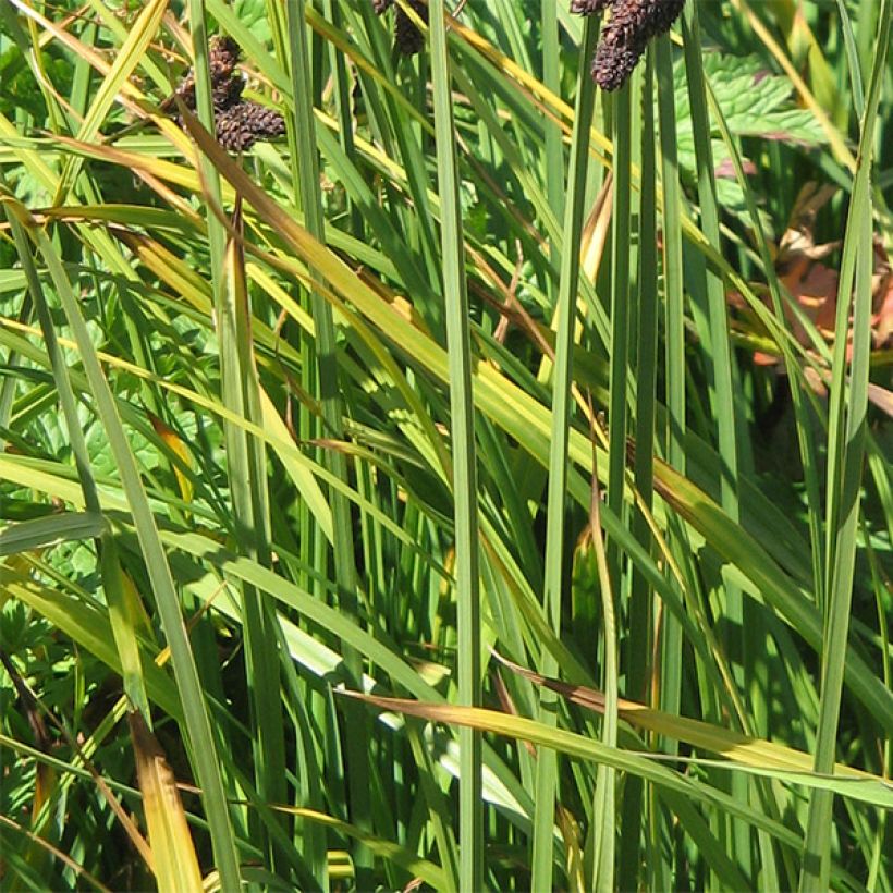 Carex atrata - Schwarze Segge (Foliage)