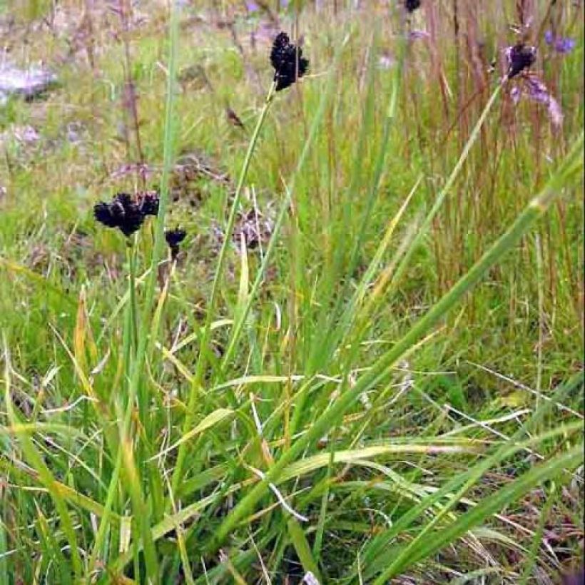 Carex atrata - Schwarze Segge (Plant habit)