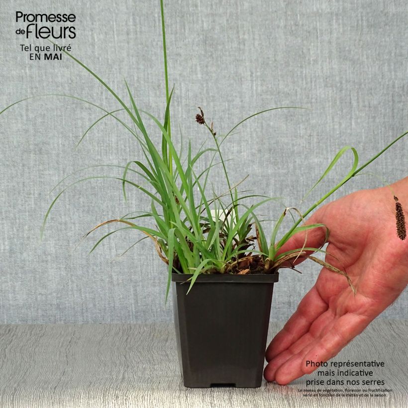 Example of Carex atrata - Schwarze Segge Kleine Töpfe von 8/9 cm as you get in printemps