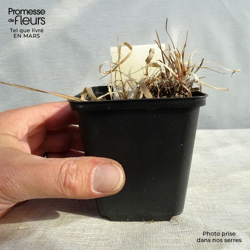 Exemplar von Carex berggrenii - Zwerg-Segge Kleine Töpfe von 8/9 cm wie im Winter geliefert