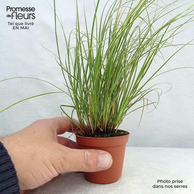 Exemplar von Carex brunnea Variegata - Segge Kleine Töpfe von 8/9 cm wie im Frühjahr geliefert