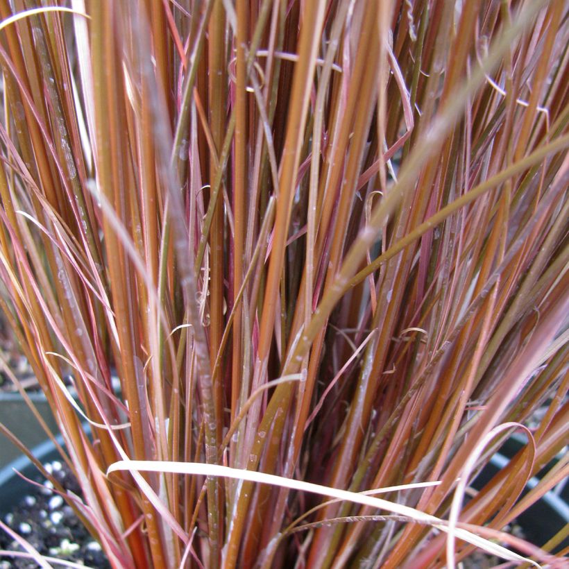 Carex buchananii Red Rooster - Fuchsrote Neuseeland-Segge (Laub)