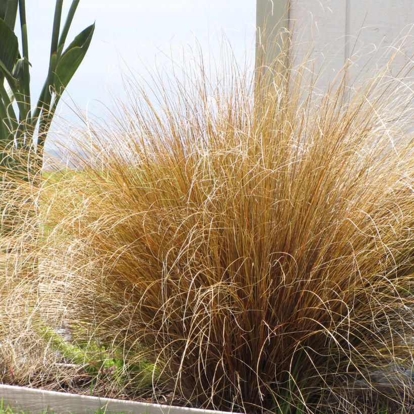 Carex buchananii Red Rooster - Fuchsrote Neuseeland-Segge (Wuchs)