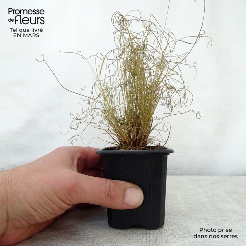 Example of Carex buchananii Viridis - Fuchsrote Neuseeland-Segge Kleine Töpfe von 8/9 cm as you get in printemps