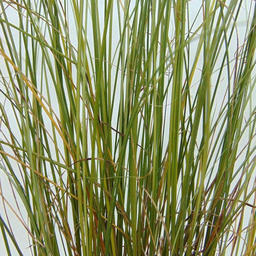 Carex buchananii Viridis - Fuchsrote Neuseeland-Segge (Foliage)
