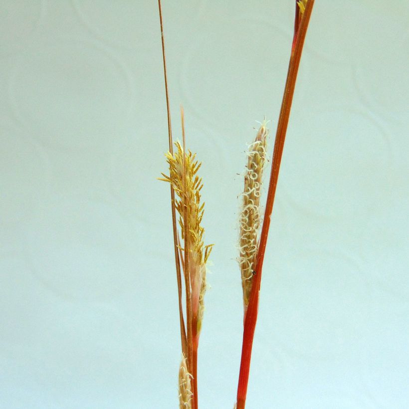 Carex buchananii - Fuchsrote Neuseeland-Segge (Blüte)