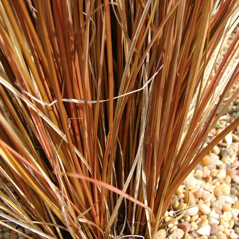 Carex comans Bronco - Neuseeländische Segge (Foliage)