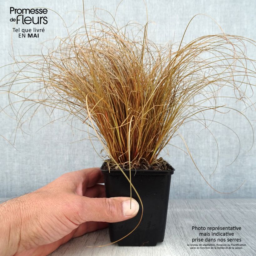 Exemplar von Carex comans Bronco - Neuseeländische Segge Kleine Töpfe von 8/9 cm wie im Frühjahr geliefert