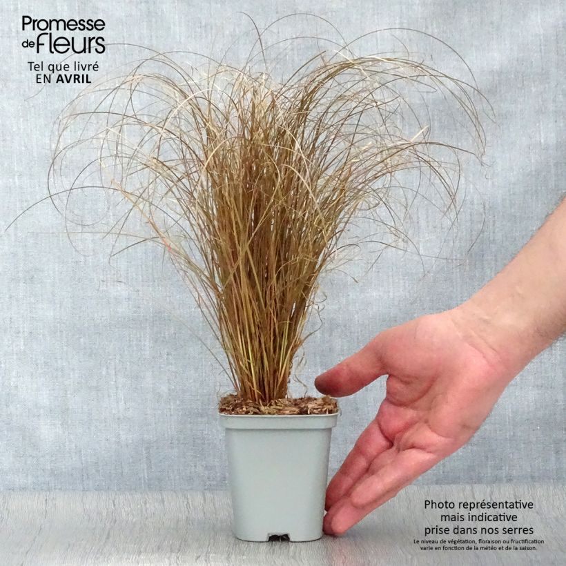 Example of Carex comans Bronze Form - Neuseeländische Segge Kleine Töpfe von 8/9 cm as you get in printemps