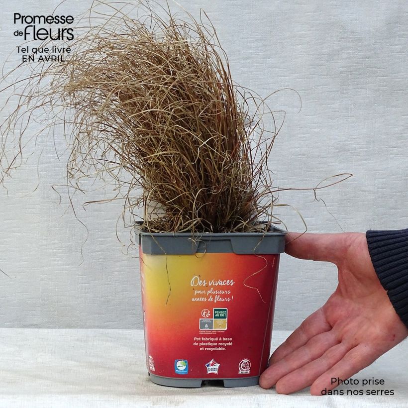 Example of Carex comans Bronze Form - Neuseeländische Segge Topf mit 2L/3L as you get in printemps