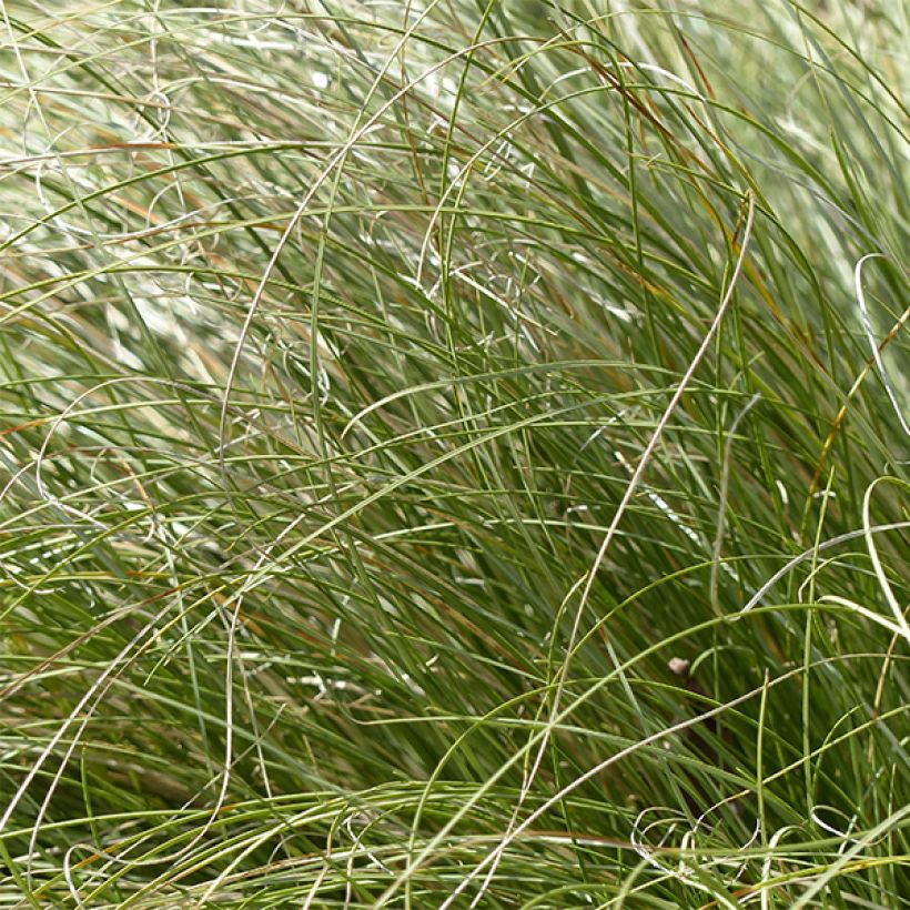 Carex comans Frosted Curls - Neuseeländische Segge (Laub)