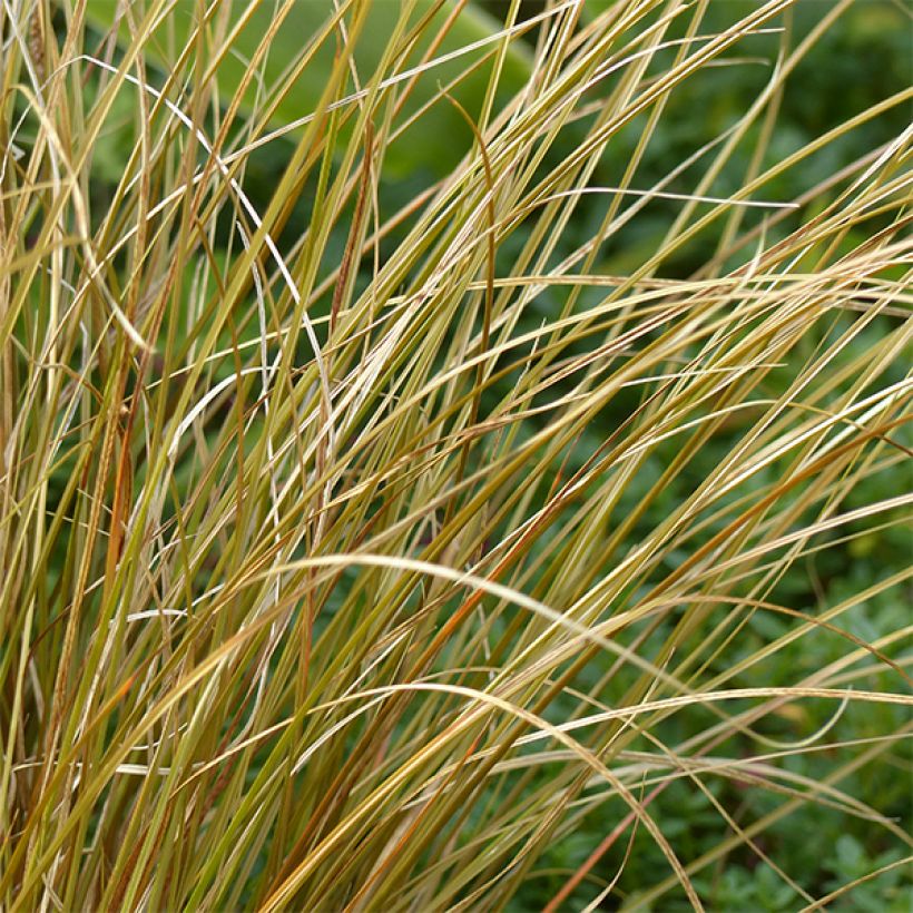 Carex comans Milk Chocolate - Neuseeländische Segge (Foliage)