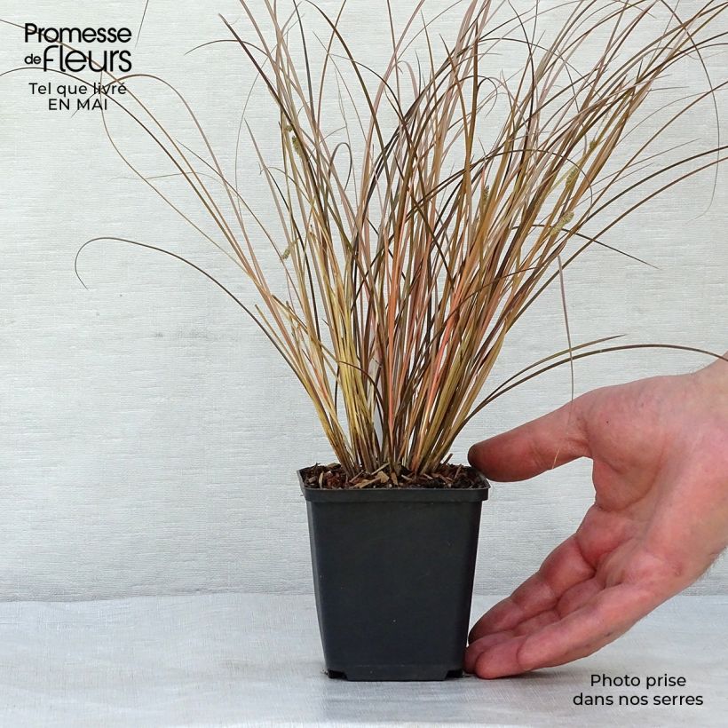 Example of Carex comans Milk Chocolate - Neuseeländische Segge Kleine Töpfe von 8/9 cm as you get in printemps