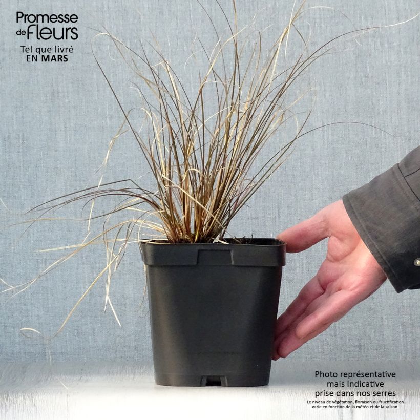 Example of Carex comans Milk Chocolate - Neuseeländische Segge Topf mit 2L/3L as you get in printemps