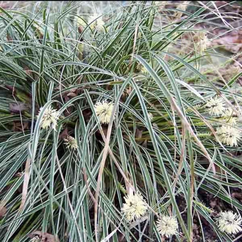 Carex conica Snowline - Weißgerandete Segge (Plant habit)