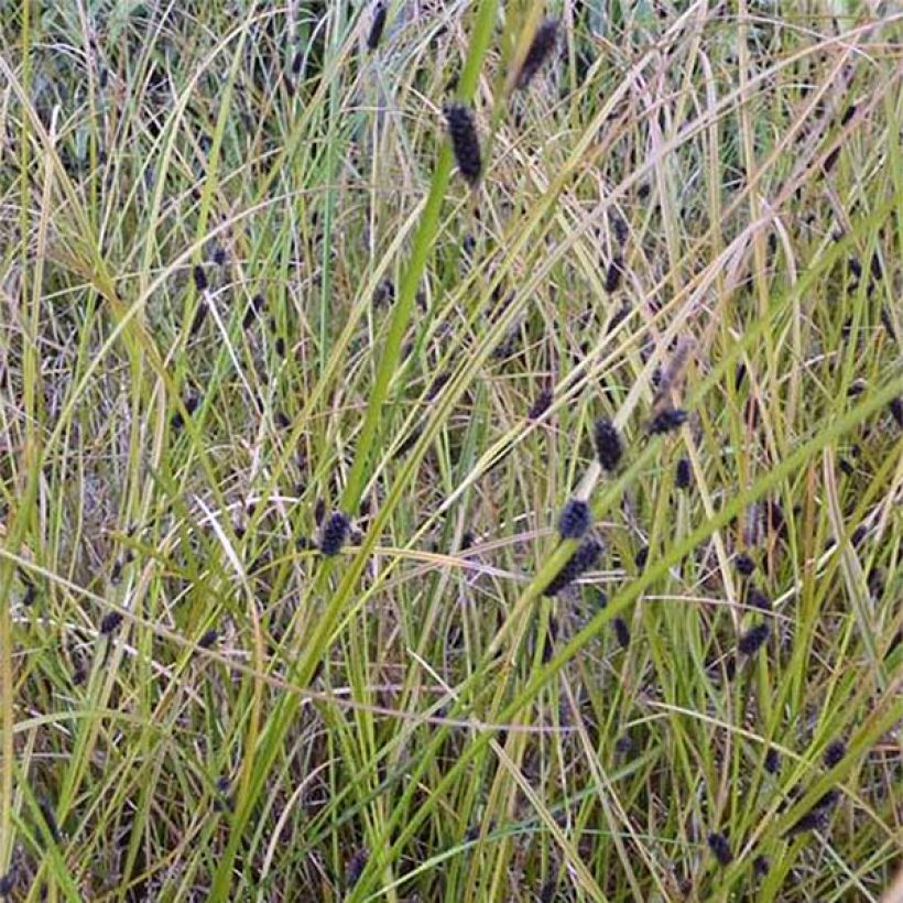 Carex dipsacea - Neuseeland-Segge (Blüte)