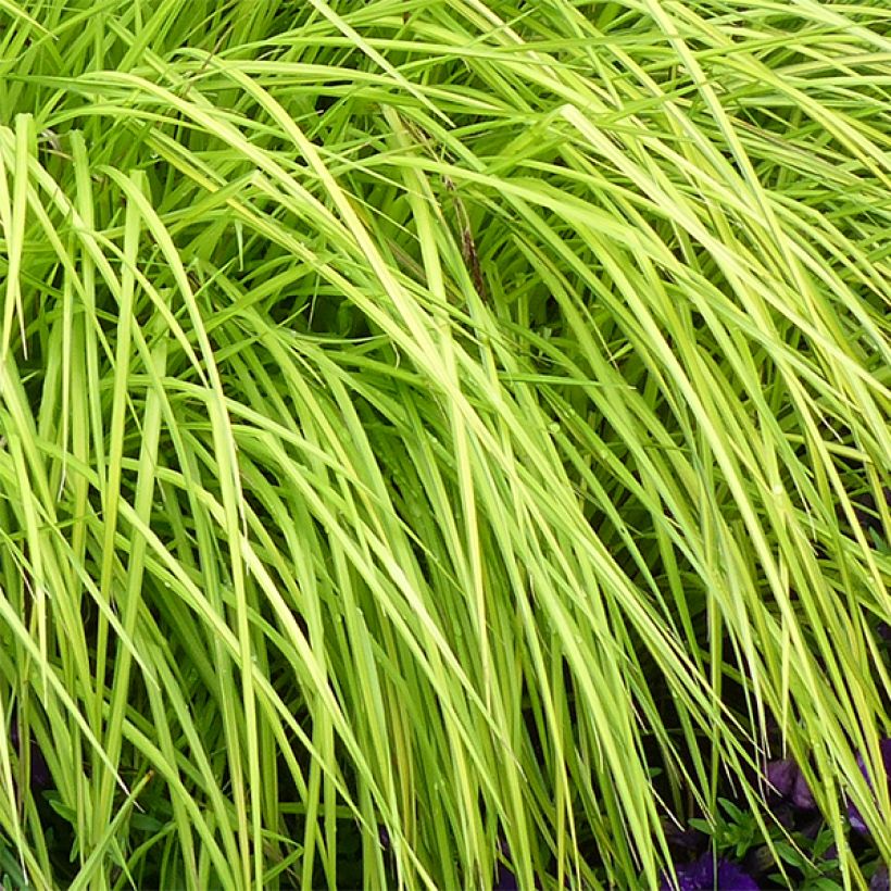 Carex elata Aurea - Steife Segge (Foliage)