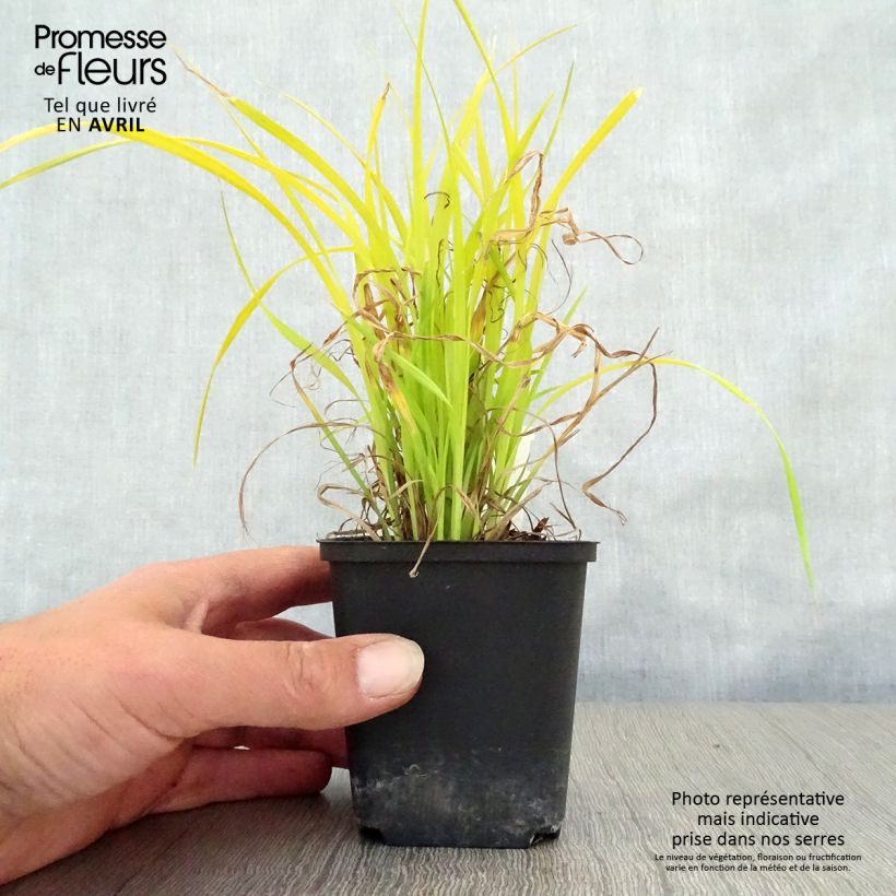 Example of Carex elata Aurea - Steife Segge Kleine Töpfe von 8/9 cm as you get in printemps