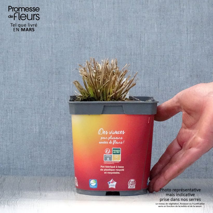 Example of Carex elata Aurea - Steife Segge Topf mit 2L/3L as you get in printemps