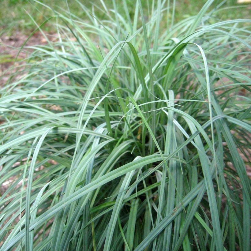 Carex flacca Blue Zinger - Blaugrüne Segge (Plant habit)