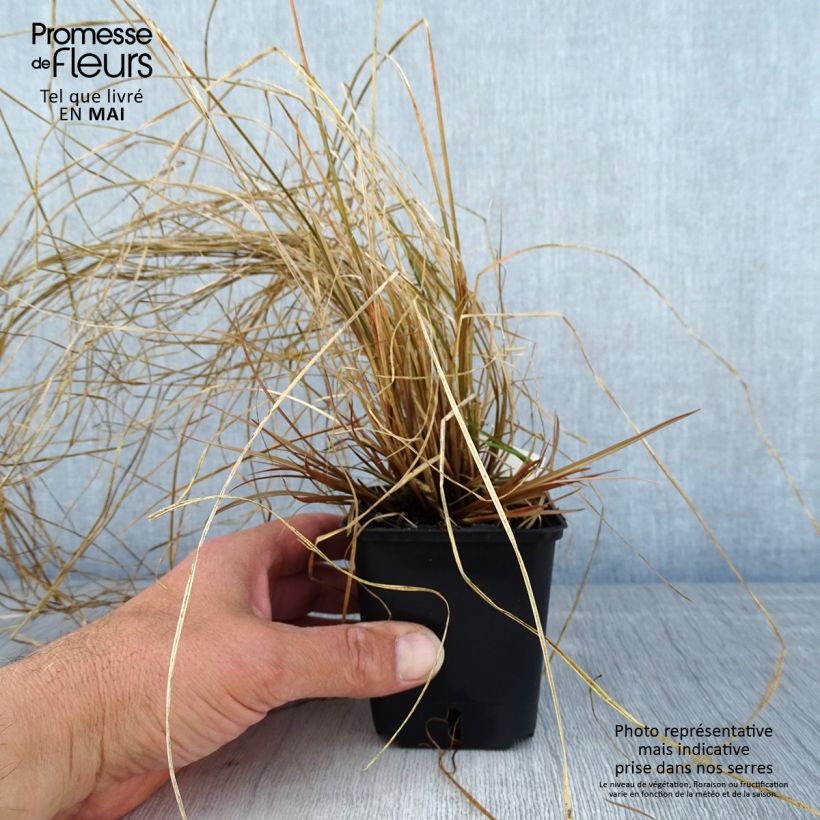 Exemplar von Carex flagellifera Bronzita - Peitschentragende Segge Kleine Töpfe von 8/9 cm wie im Frühjahr geliefert