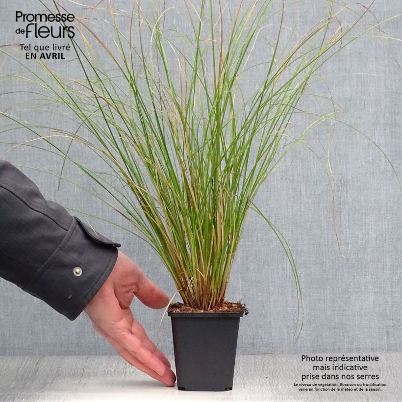 Exemplar von Carex flagellifera Kiwi - Peitschentragende Segge Kleine Töpfe von 8/9 cm wie im Frühjahr geliefert