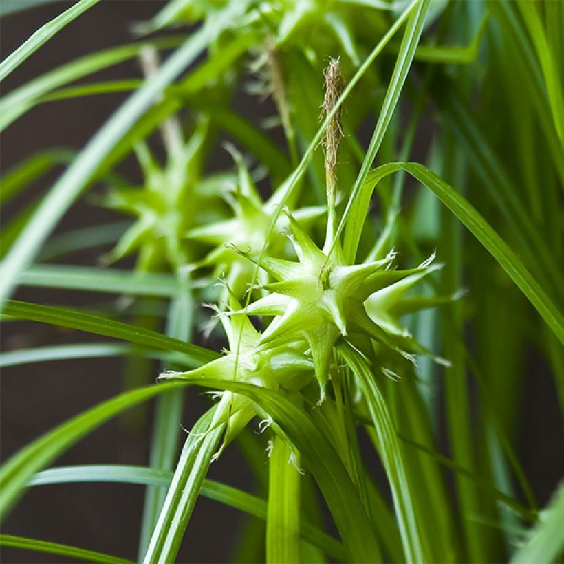 Carex grayi - Morgenstern-Segge (Flowering)
